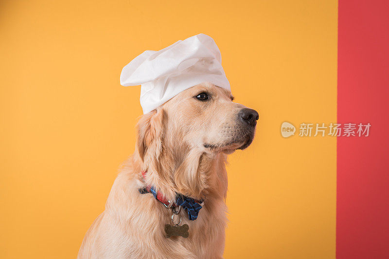 戴着厨师帽的金毛猎犬