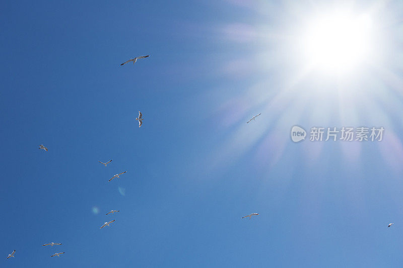 一群海鸥在灿烂的阳光和蓝天下飞翔