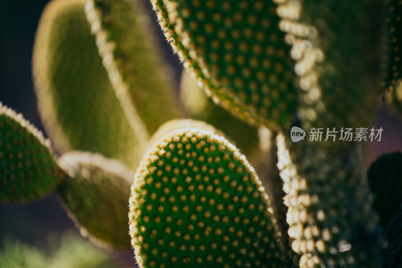 仙人掌小植物