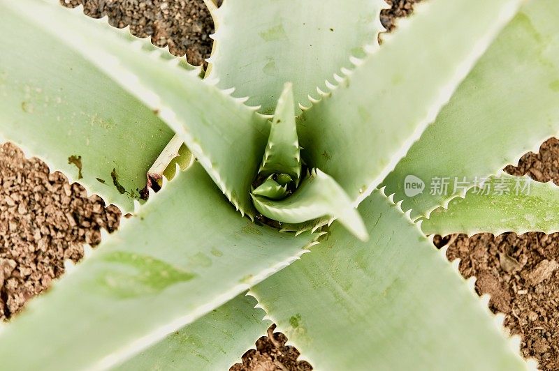 肉质植物