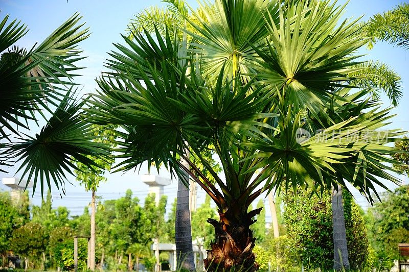 棕榈树观赏植物美丽