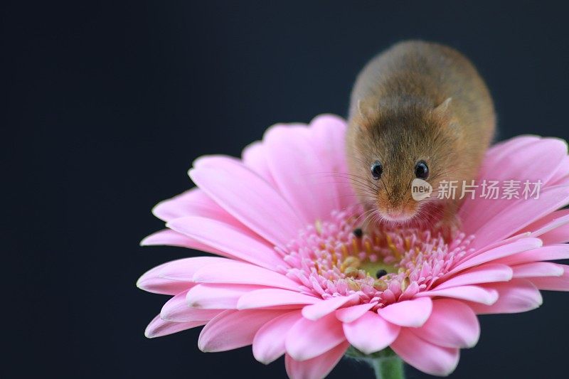 收获鼠标上的粉红色非洲菊与复制空间