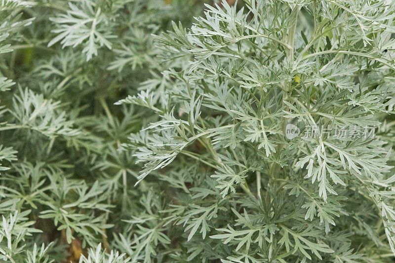 巴西塞拉多的植物群