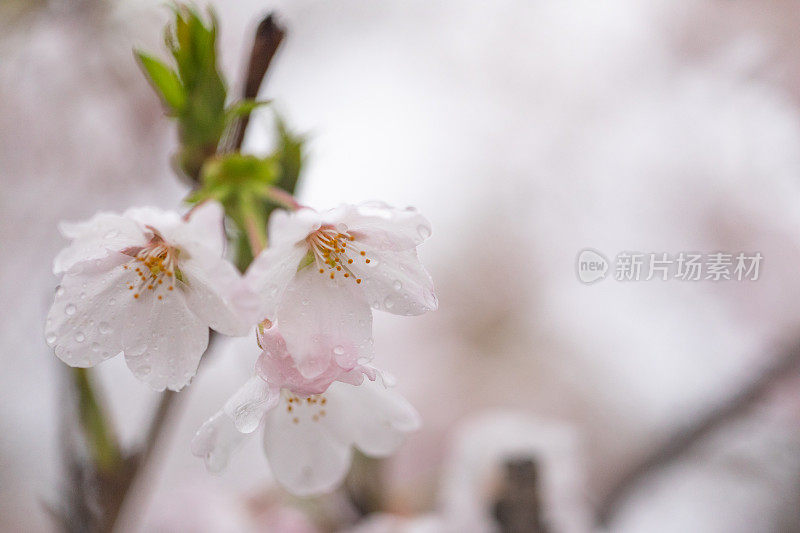 桃花盛开了