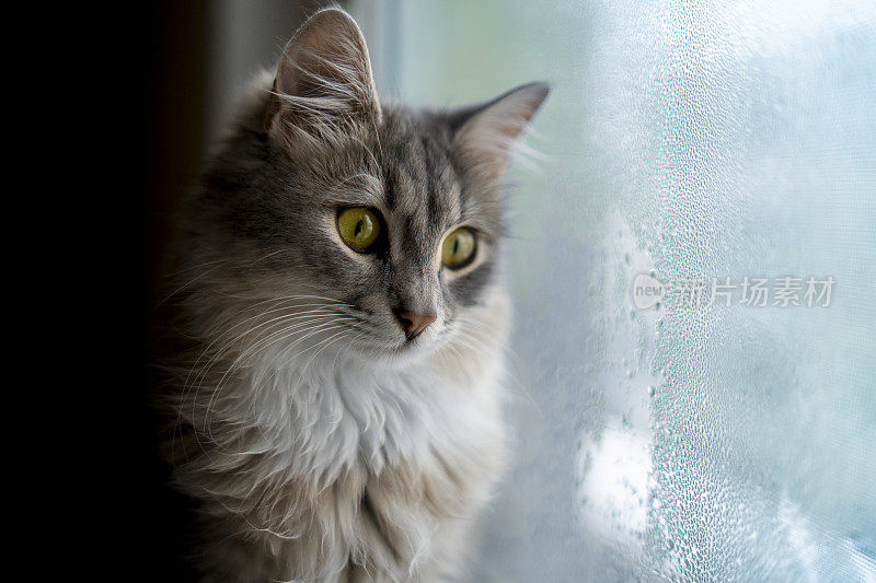 凯蒂看雨