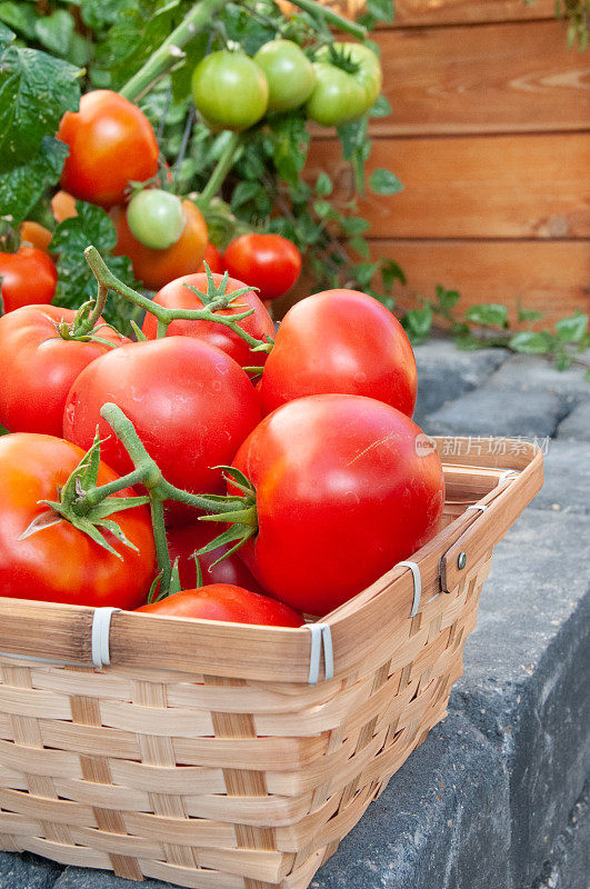 藤蔓成熟的红番茄生长在后院的菜园，以确保粮食安全