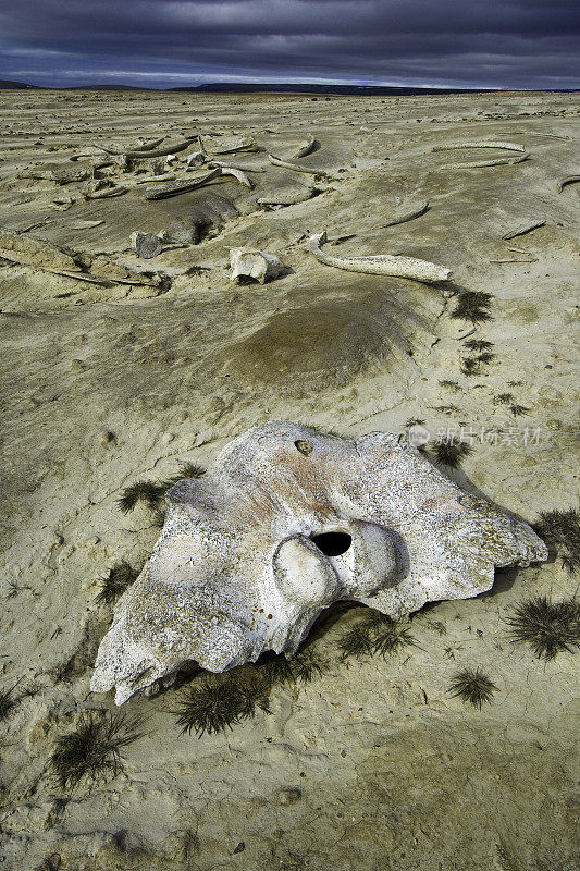 露脊鲸骨头，神秘鲸，萨默塞特岛，努勒维特，加拿大，加拿大北极，陆地上升的证据，北极反弹