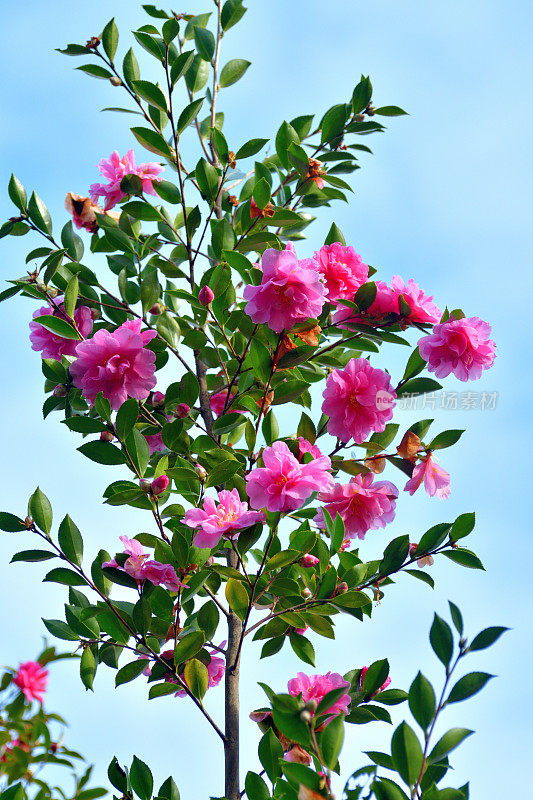 山茶花油茶花