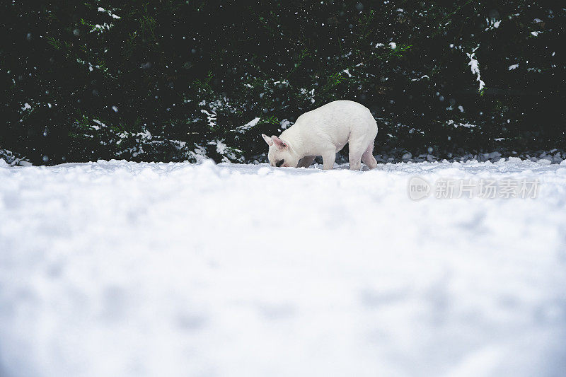 法国白斗牛犬小狗嗅和吃新鲜的雪。