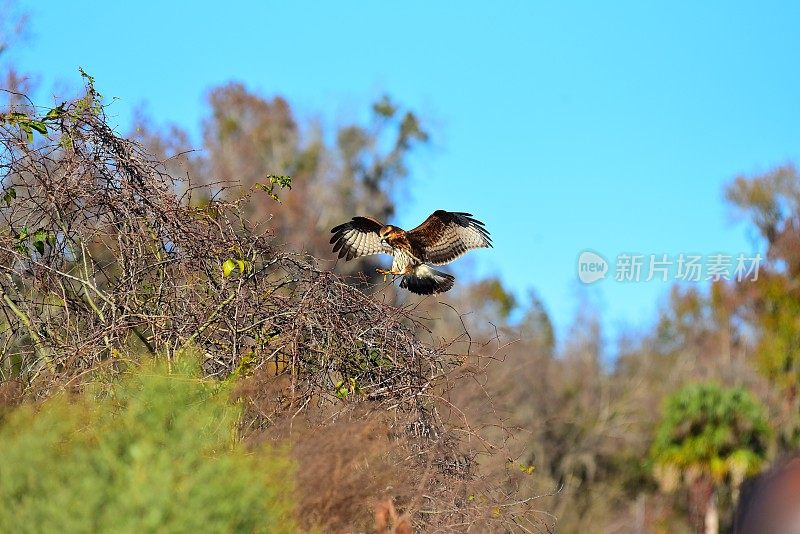 蜗牛风筝展开翅膀，爪子伸展，准备降落