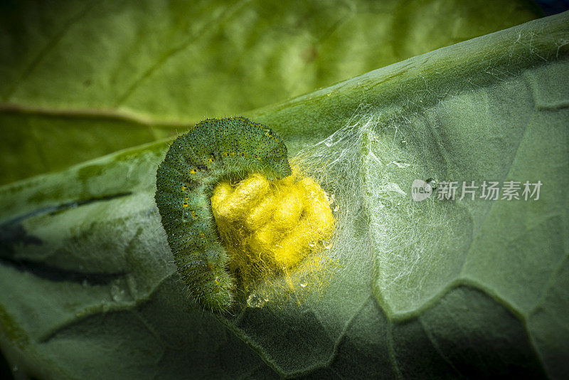 菜青虫被瓢虫寄生