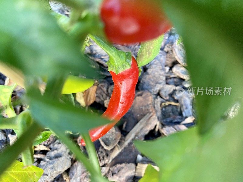 鲜红成熟的辣椒挂在花园里的植物上