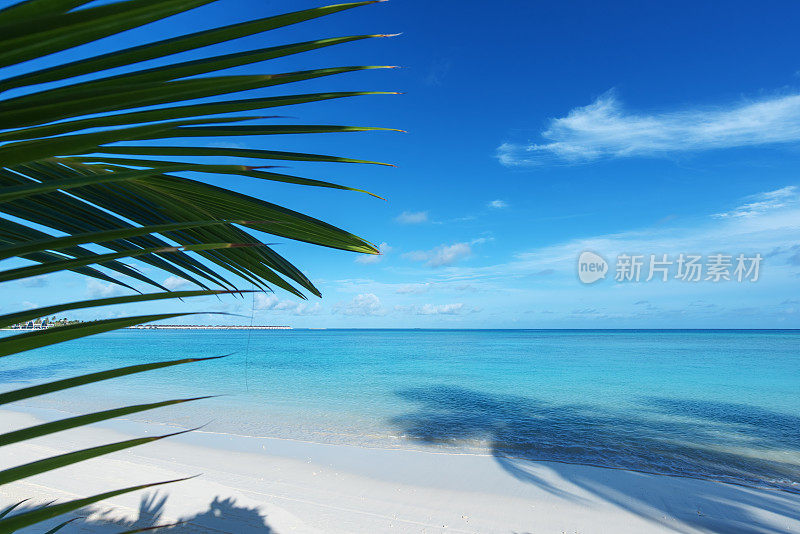 异国情调的海滩与棕榈叶和绿松石海复制空间场景