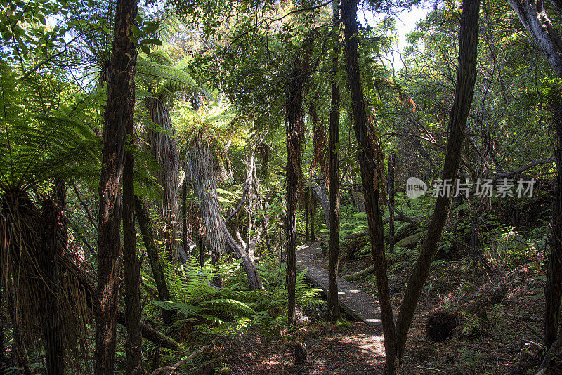 虚张声势山森林