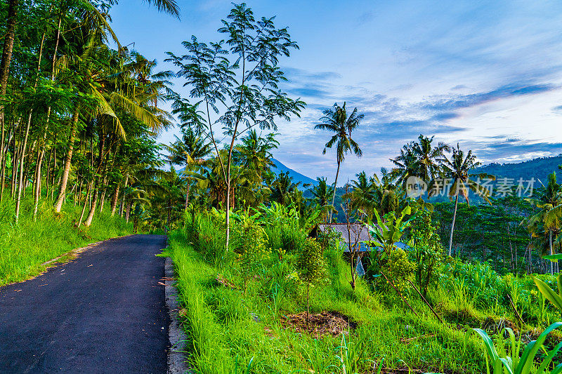 巴厘岛。道路两旁，郁郁葱葱的热带植物和棕榈树环绕。