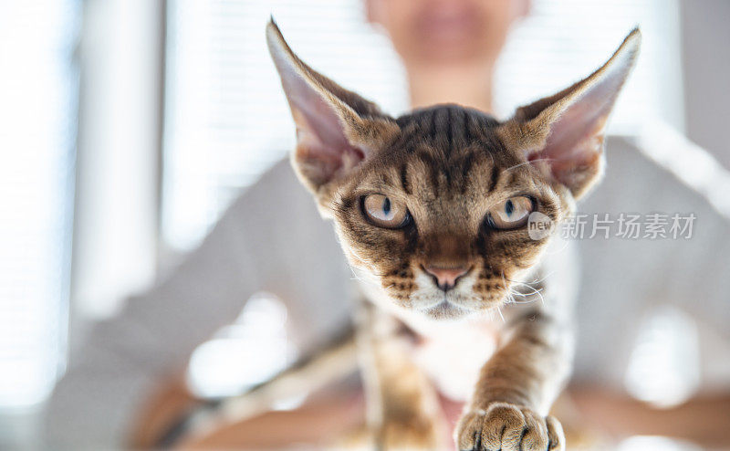 前视图特写德文郡雷克斯猫-库存照片