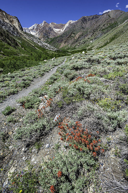 步道进入麦基峡谷与画笔和内华达山脉的景色。阴阳国家森林。加州。