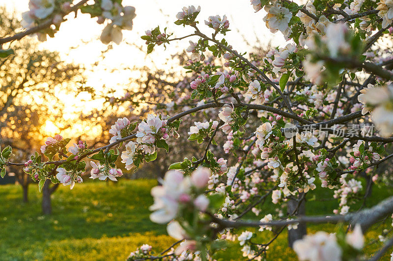 夕阳下开花的苹果树