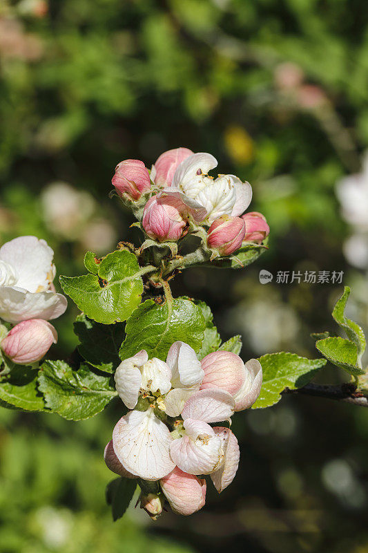 2020年4月，红苹果开花