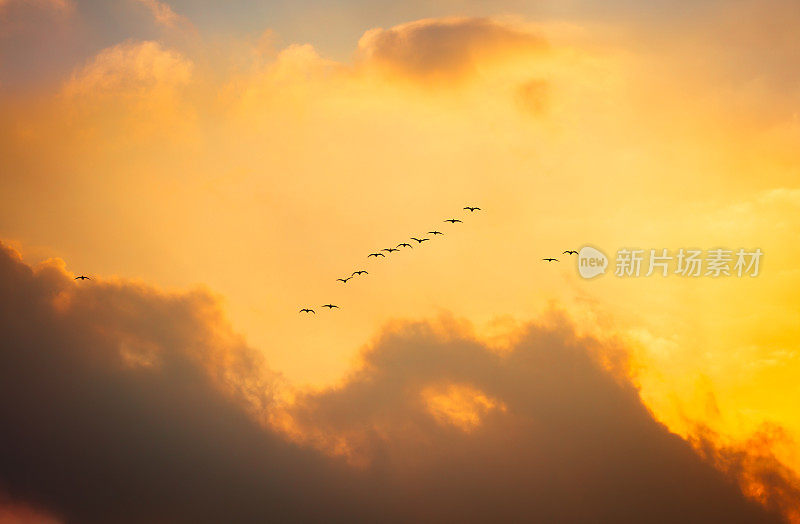 候鸟在美丽的天空背景下飞翔