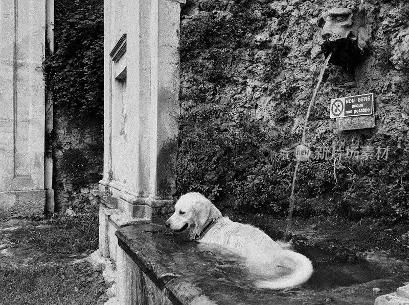 狗在喷泉里玩耍
