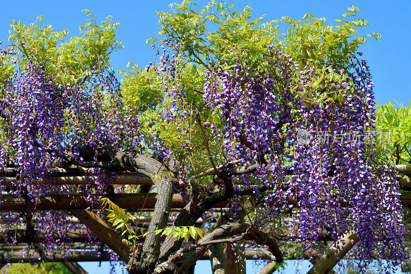 日本紫藤花