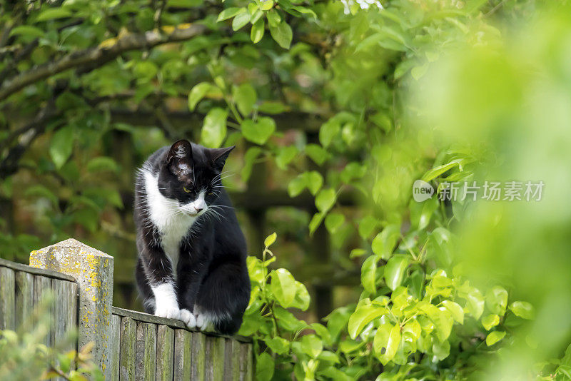 一只黑白相间的猫在花园的篱笆上
