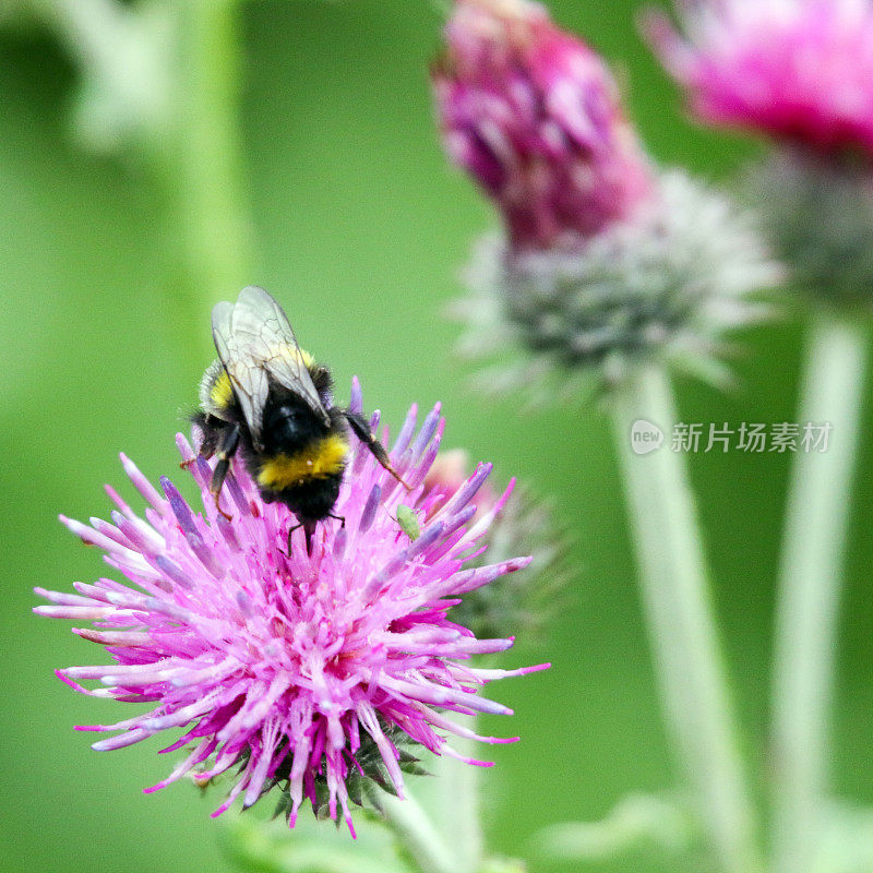 大黄蜂坐在蓟花上，在草地上授粉