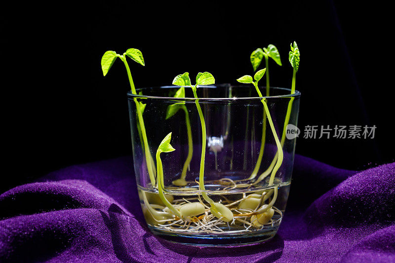 绿芽。植物播种和生长的步骤。绿色豆芽。花瓶内的绿叶植物