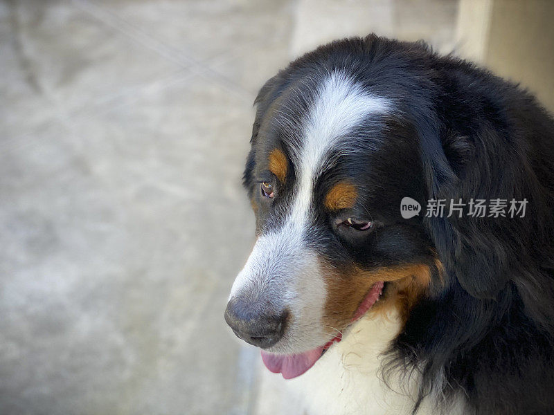 伯尔尼兹山犬