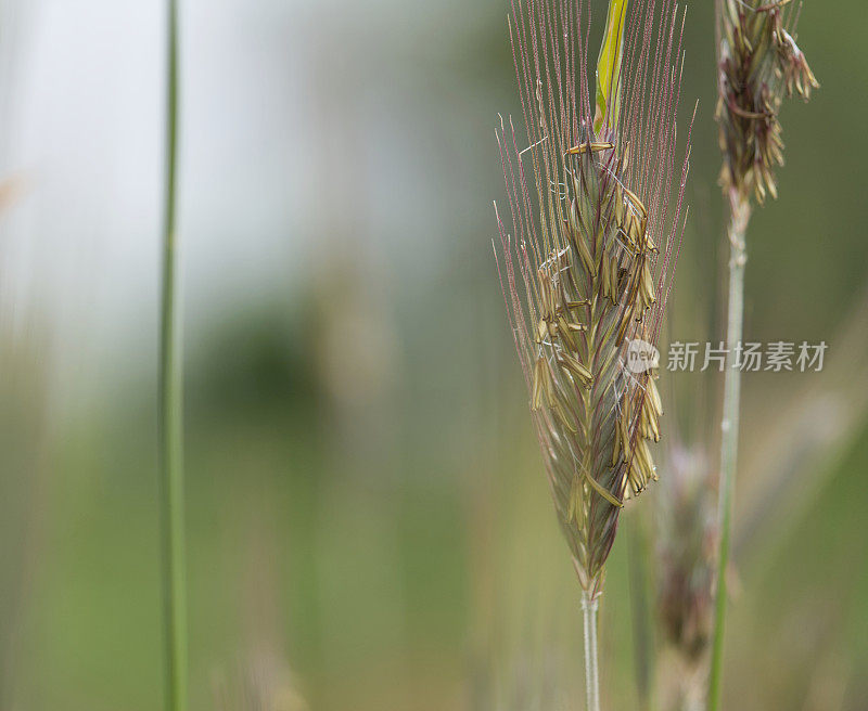 黑麦草种子