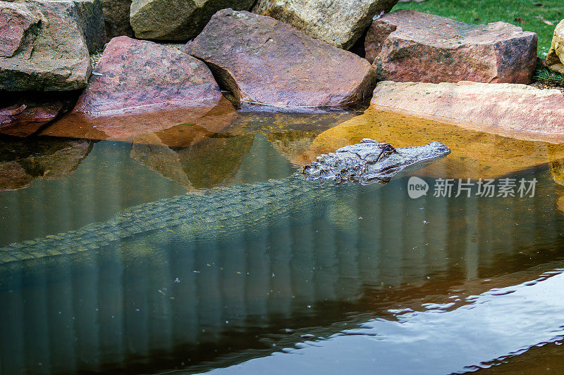 咸水鳄鱼睡觉