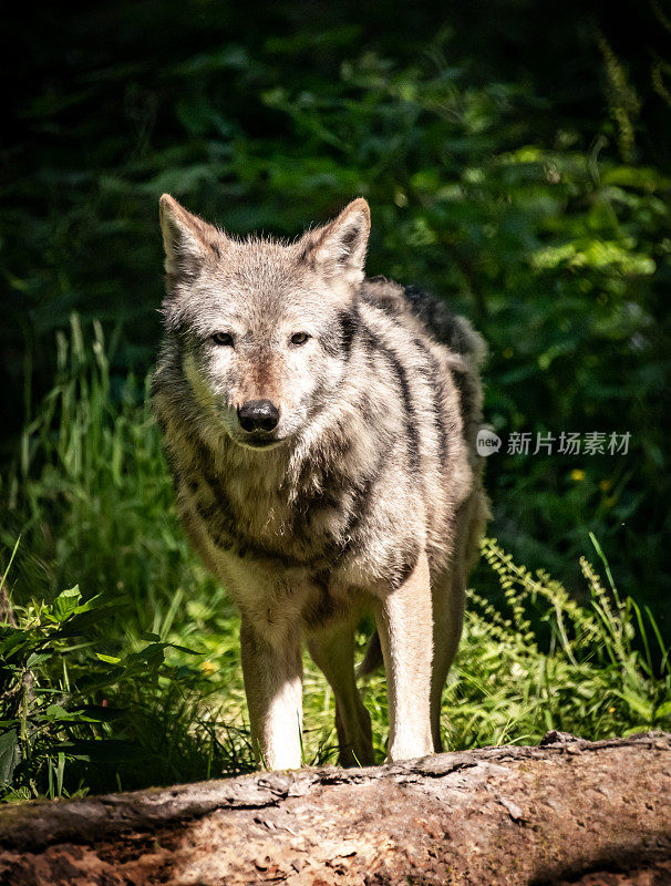 欧亚狼(犬狼疮)看着相机