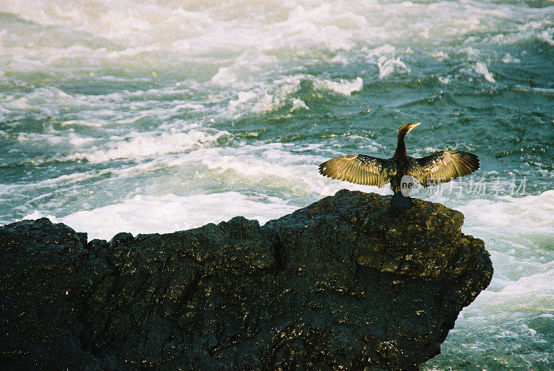 大鸬鹚在尼罗河的一块岩石上晾晒羽毛