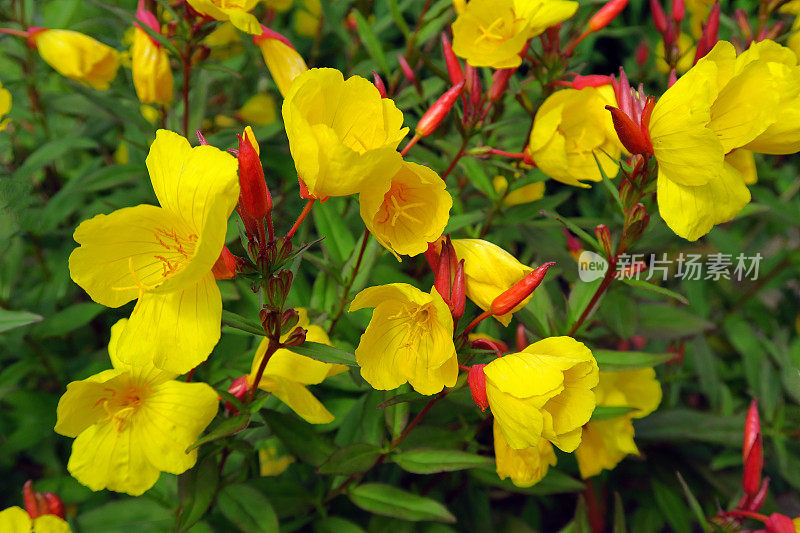 酒神花或月见草黄花