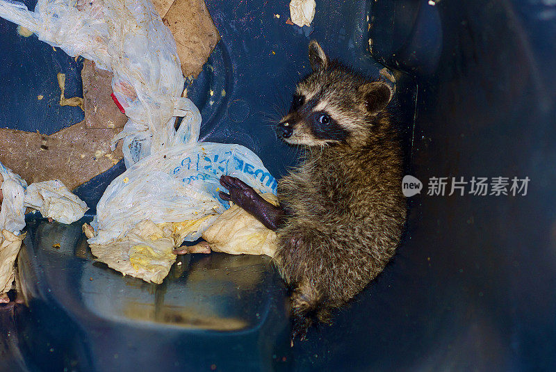 小浣熊在垃圾桶里