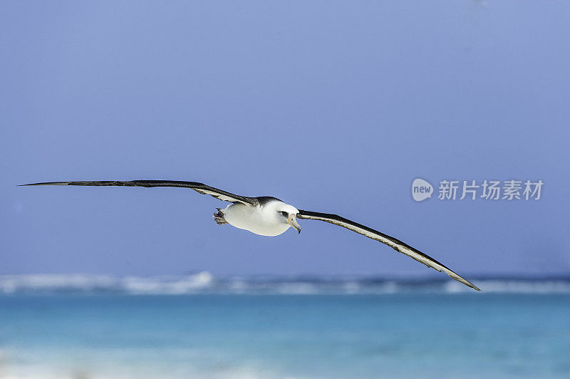 飞天信天翁是一种横跨北太平洋的大型海鸟。Papahānaumokuākea海洋国家纪念碑，中途岛，中途岛环礁，夏威夷群岛