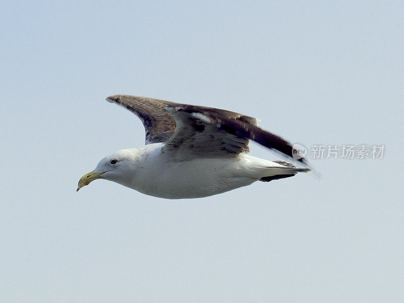 一只未成熟的海带海鸥，喙变形，在蓝天的映衬下飞翔