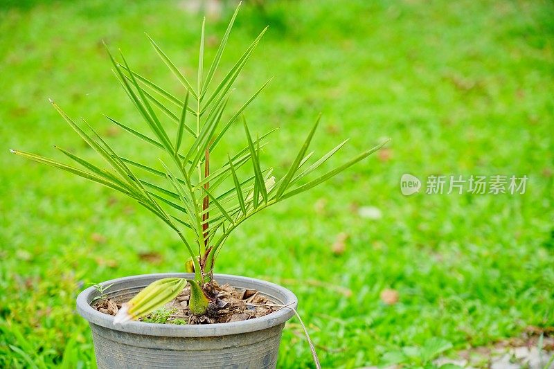 花盆里的绿色洋甘菊