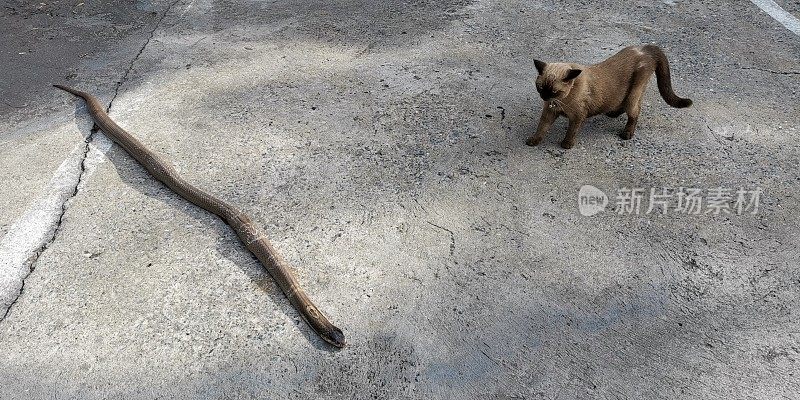 小猫疑惑地看着蛇