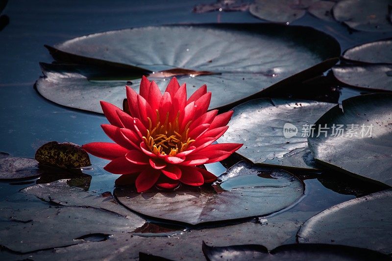 睡莲在池塘里盛开的美丽照片