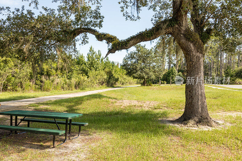 橡树下的野餐长椅