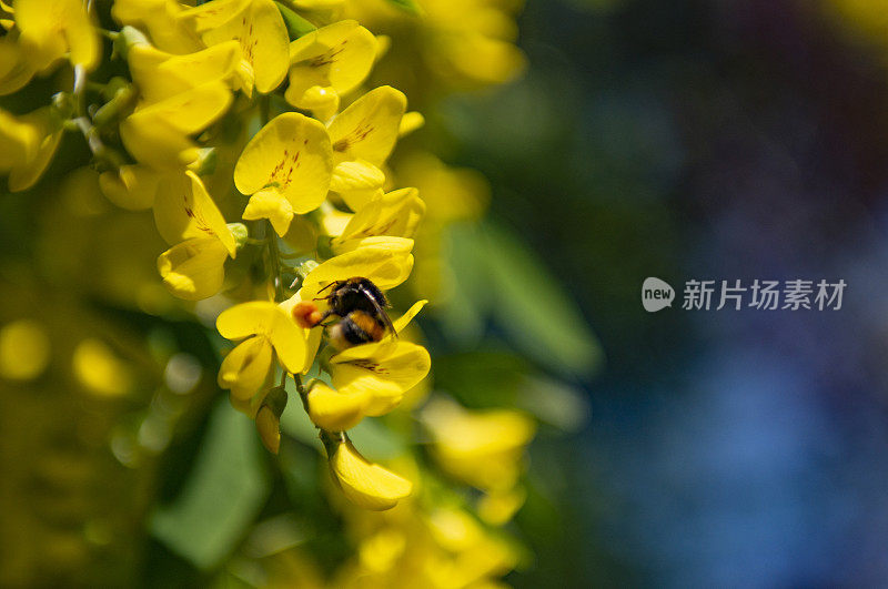 蜜蜂采集花蜜