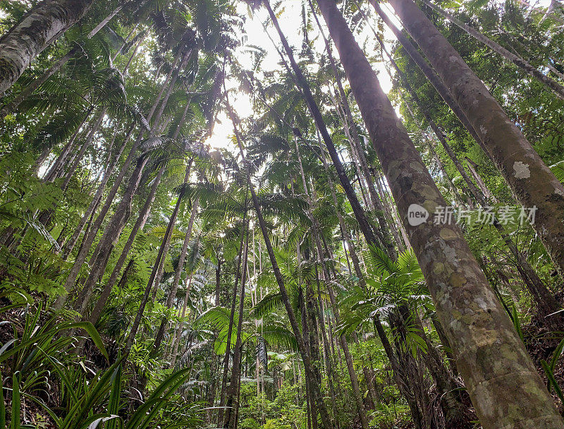 澳大利亚新南威尔士州北部明yon瀑布地区的热带雨林荒野