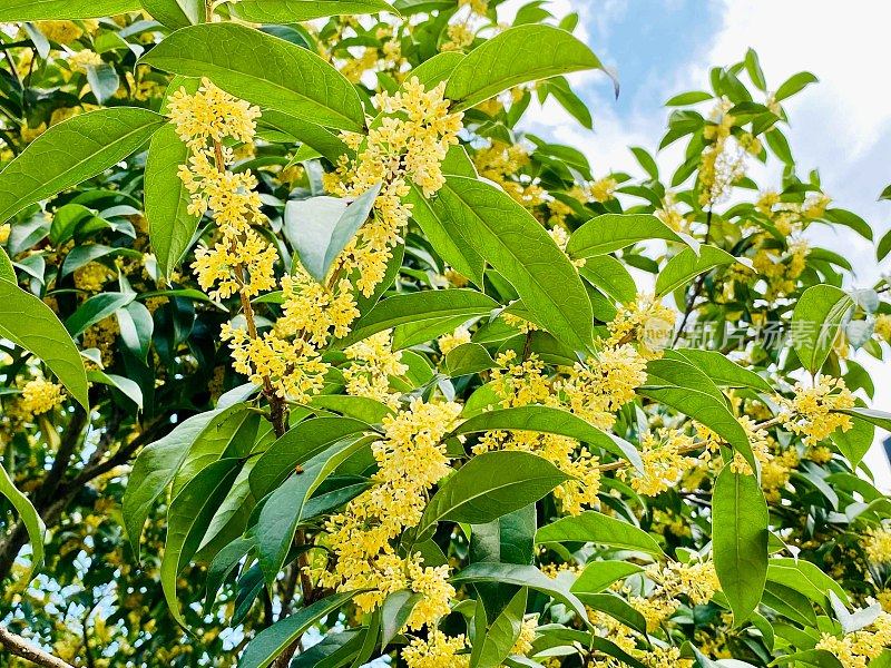 美丽的桂花在江苏，中国