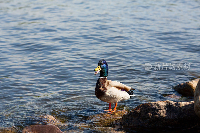 一只公鸭子站在莫斯科河的石头上的侧视图