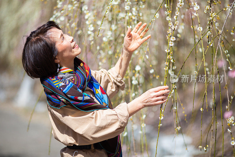 老妇人欣赏梅花花