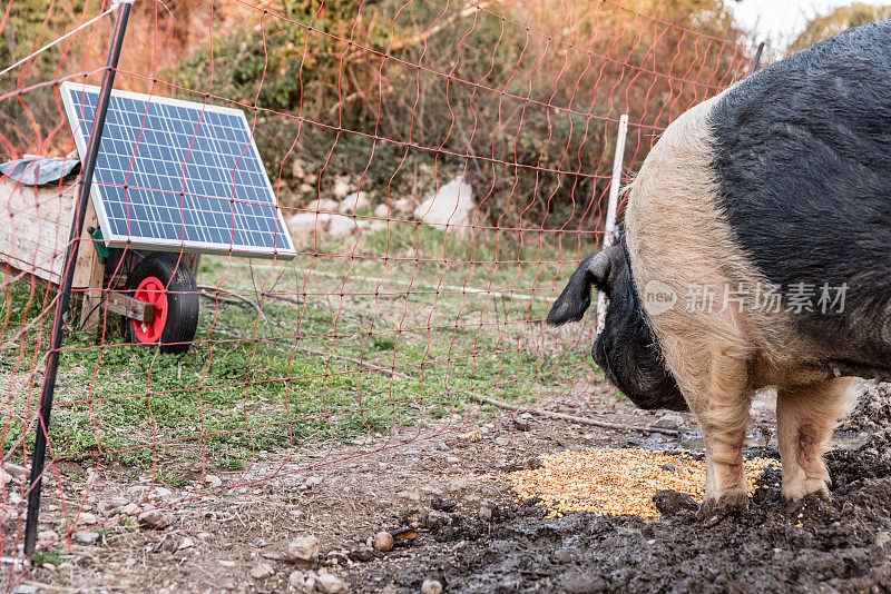 有机农场放养猪的电力围栏太阳能电池板
