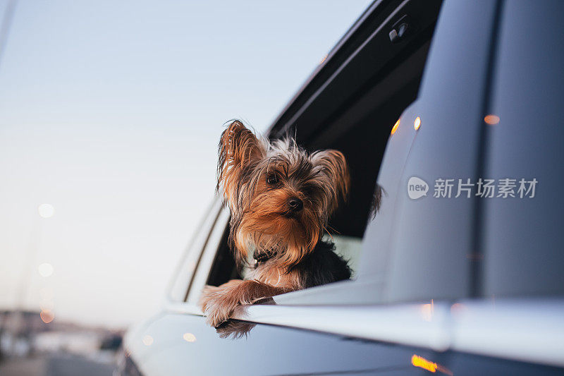 从车窗往外看的约克郡犬。