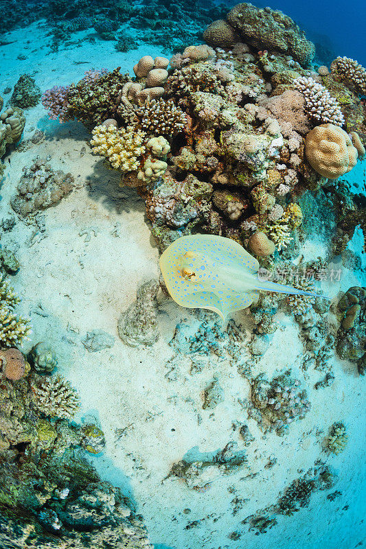 蓝斑黄貂鱼水下海洋生物珊瑚礁水下照片水肺潜水员的观点